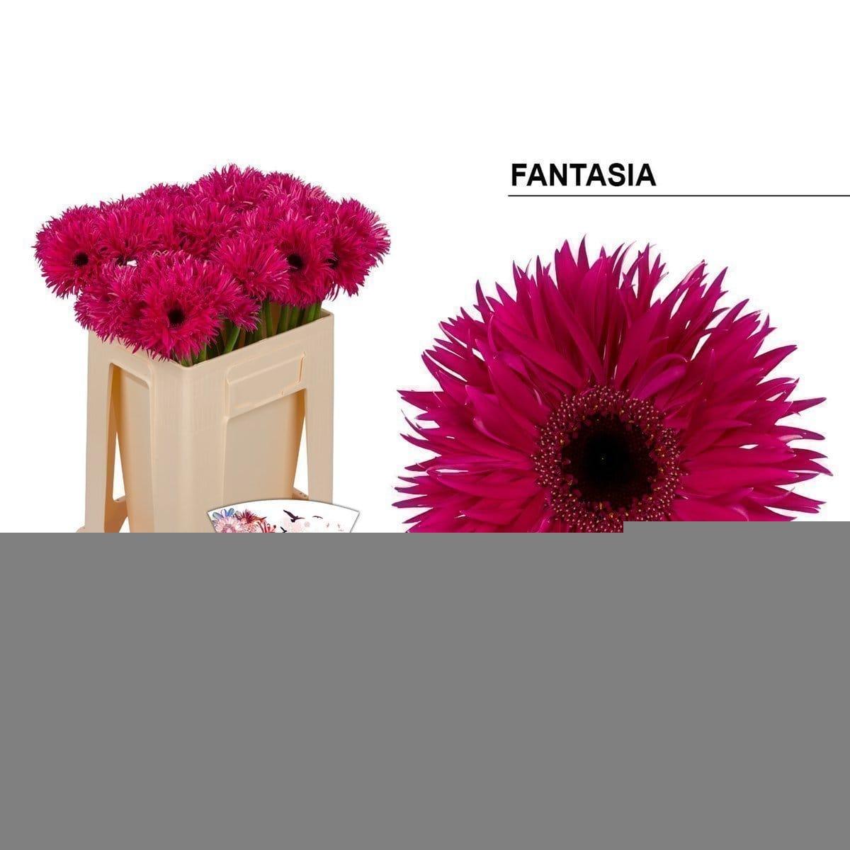 Срезанные цветы оптом Gerbera big fantasia от 40шт из Голландии с доставкой по России