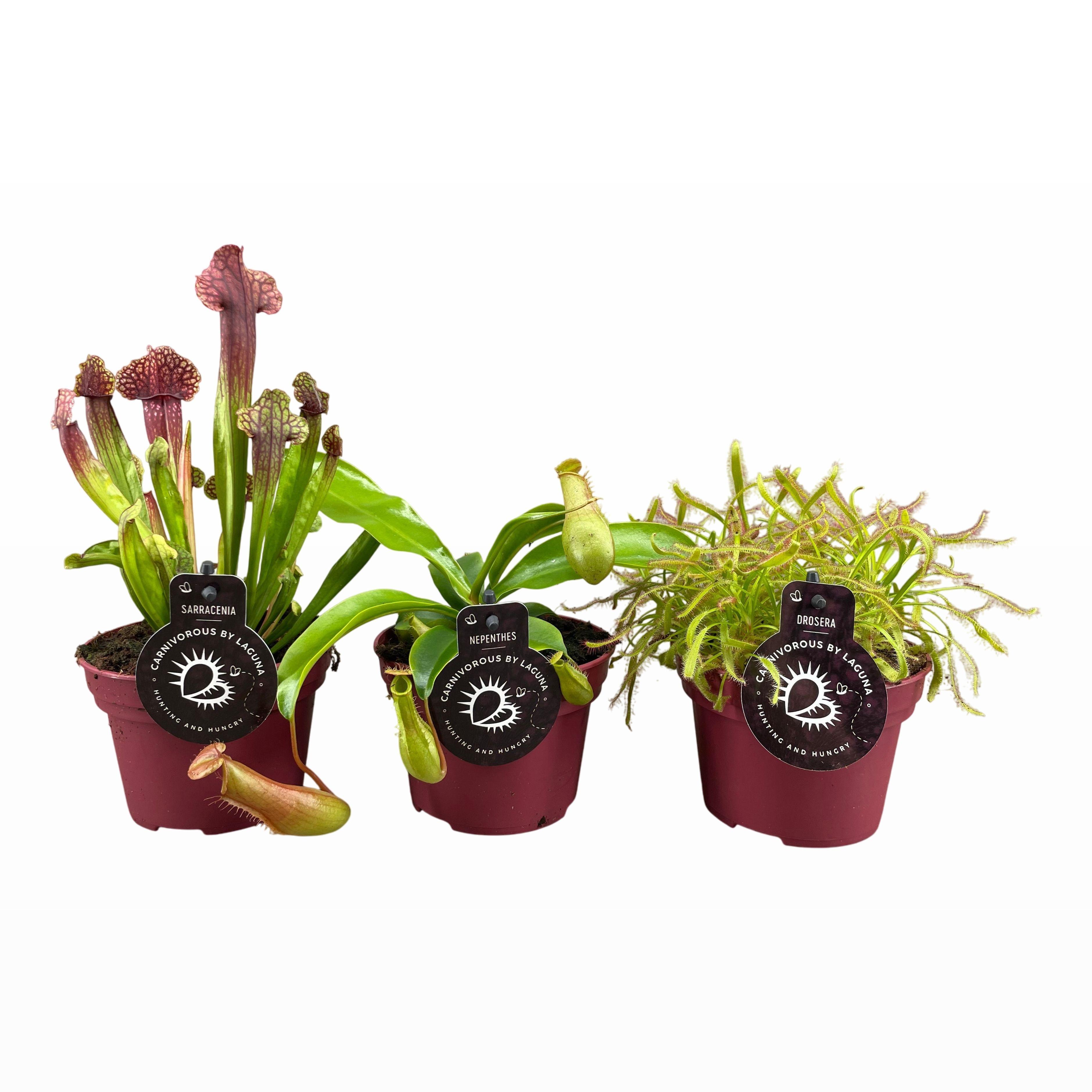 Горшечные цветы и растения оптом Vleesetende Planten A от 6шт из Голландии с доставкой по России