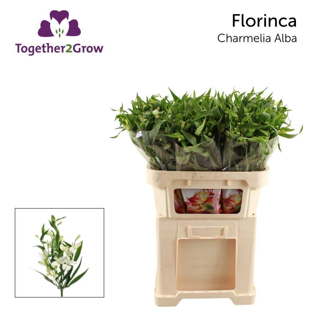 Срезанные цветы оптом Alstroemeria fl charmelia alba от 80шт из Голландии с доставкой по России