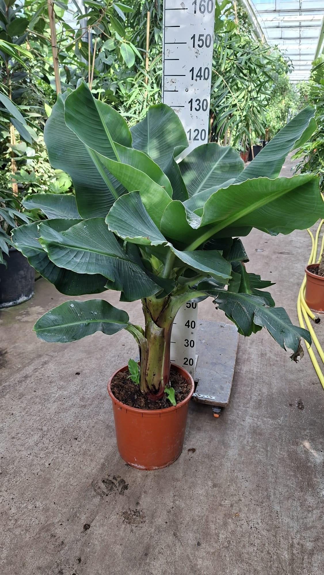 Горшечные цветы и растения оптом Musa Tropicana Xl от 1шт из Голландии с доставкой по России