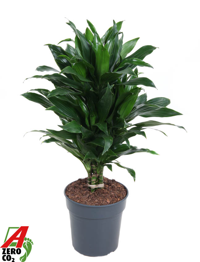 Горшечные цветы и растения оптом Drac Green Jewel Branched от 1шт из Голландии с доставкой по России