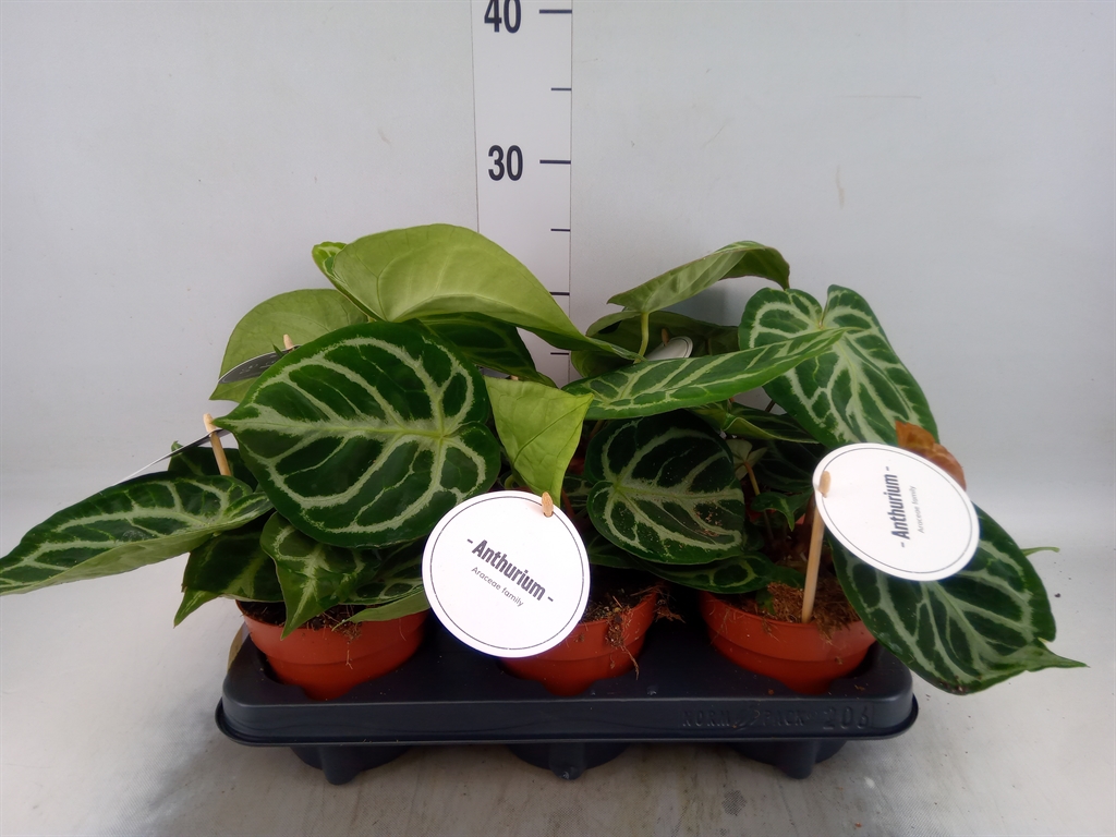 Горшечные цветы и растения оптом Anthurium   ... от 6шт из Голландии с доставкой по России