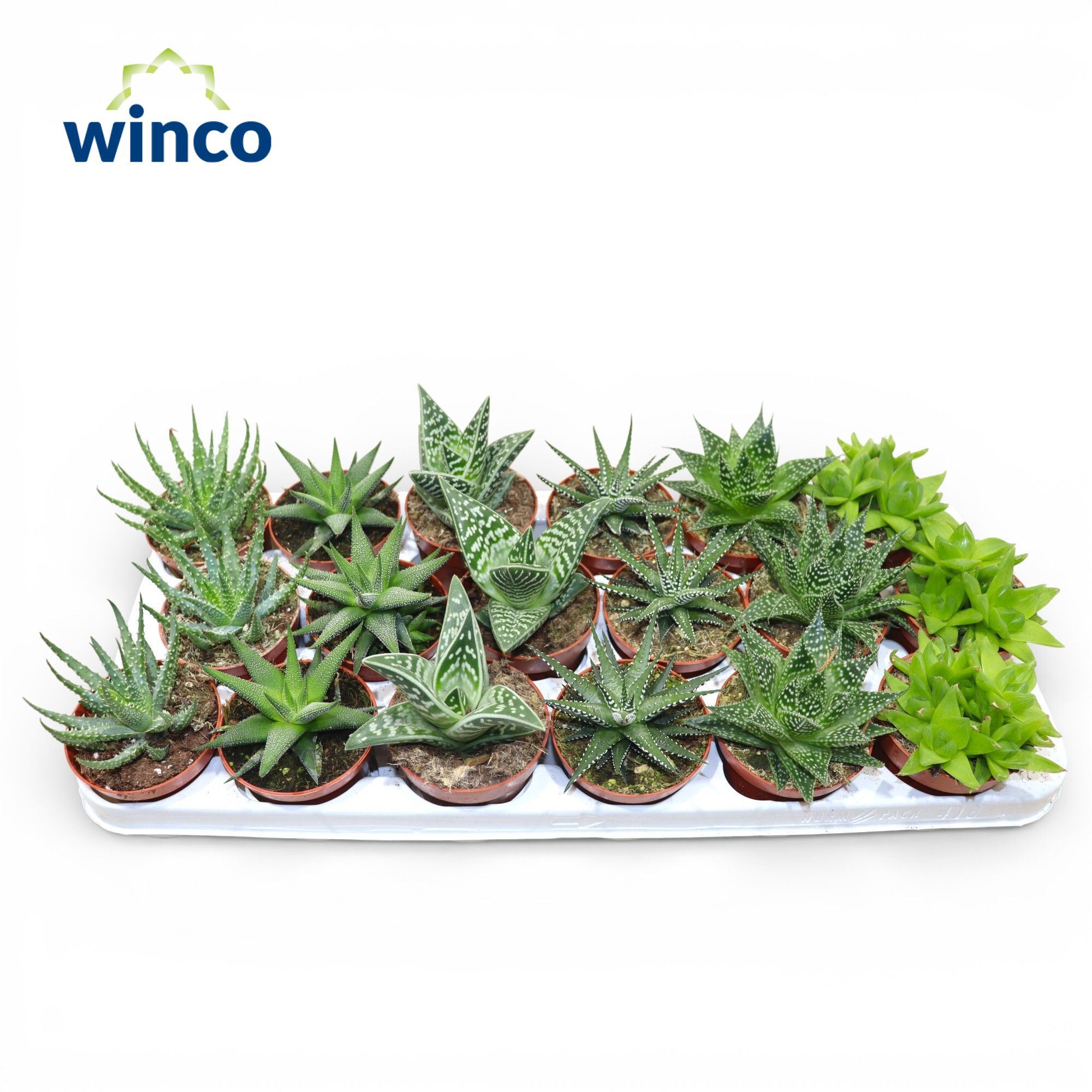 Горшечные цветы и растения оптом Aloehaworthia Mix от 18шт (для телеги) из Голландии с доставкой по России