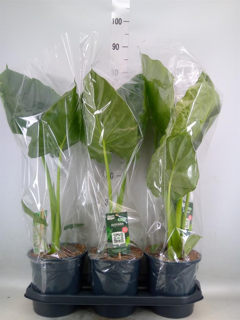 Горшечные цветы и растения оптом Alocasia Macrorrhizos от 3шт (для телеги) из Голландии с доставкой по России