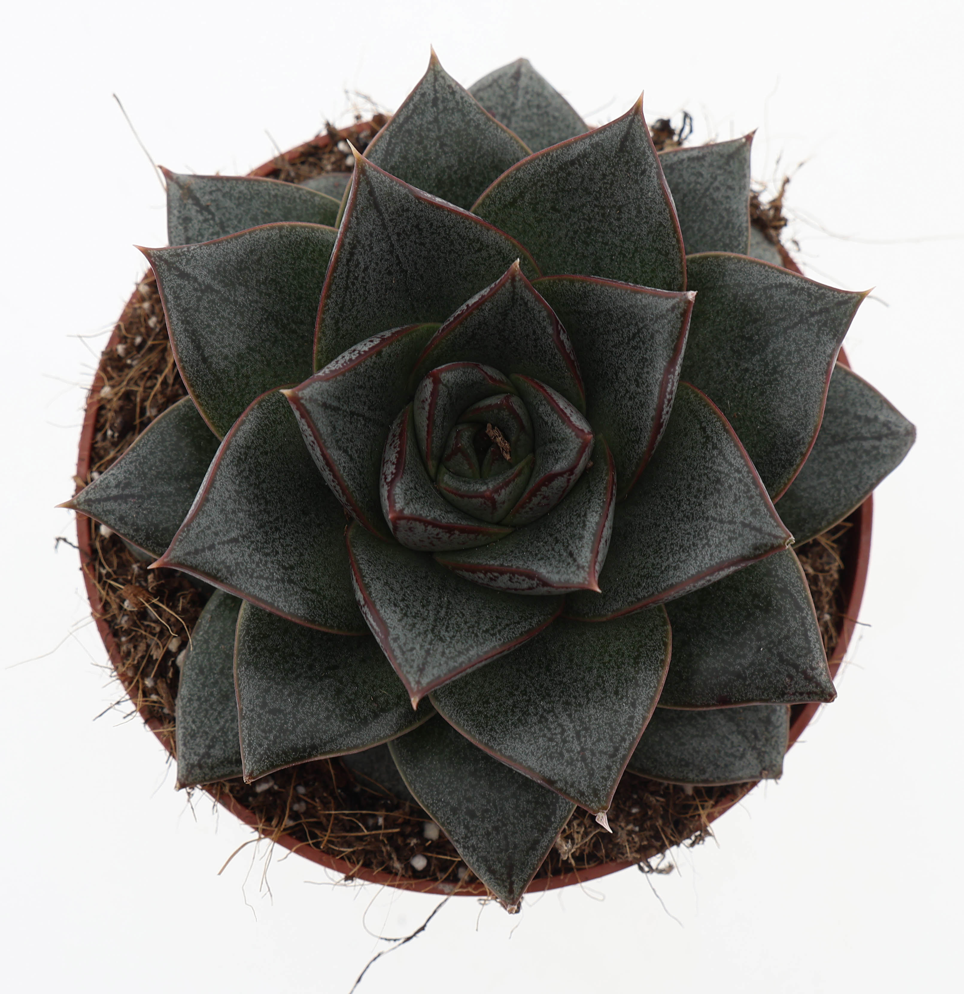 Горшечные цветы и растения оптом Echeveria Purpusorum от 8шт из Голландии с доставкой по России