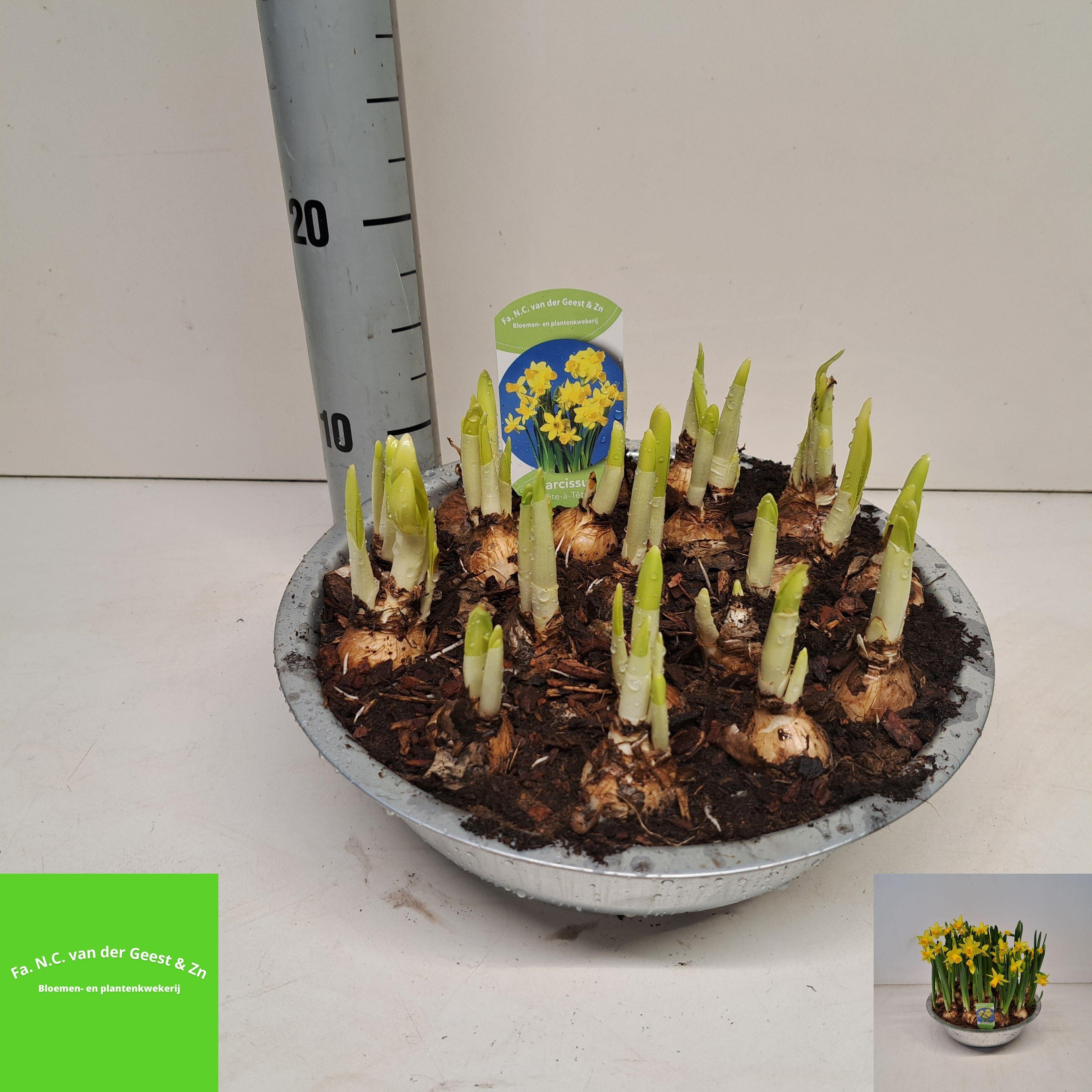 Горшечные цветы и растения оптом Narc O Tete A Tete от 1шт из Голландии с доставкой по России