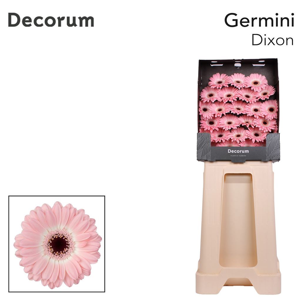 Срезанные цветы оптом Germini diamond dixon от 75шт из Голландии с доставкой по России