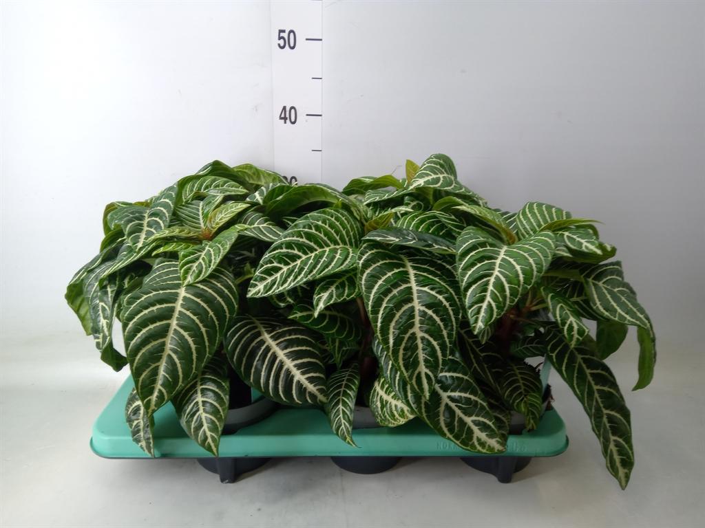 Горшечные цветы и растения оптом Aphelandra Squar. от 6шт из Голландии с доставкой по России