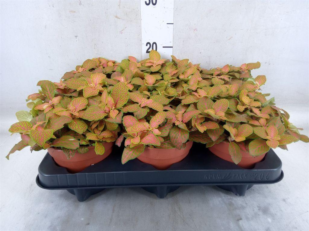 Горшечные цветы и растения оптом Fittonia   ... от 6шт из Голландии с доставкой по России