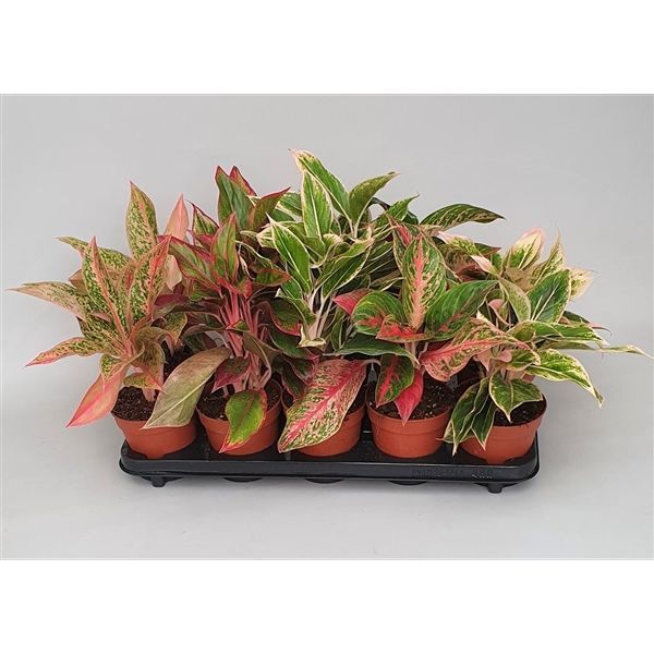 Горшечные цветы и растения оптом Aglaonema Mix Luxe от 10шт из Голландии с доставкой по России