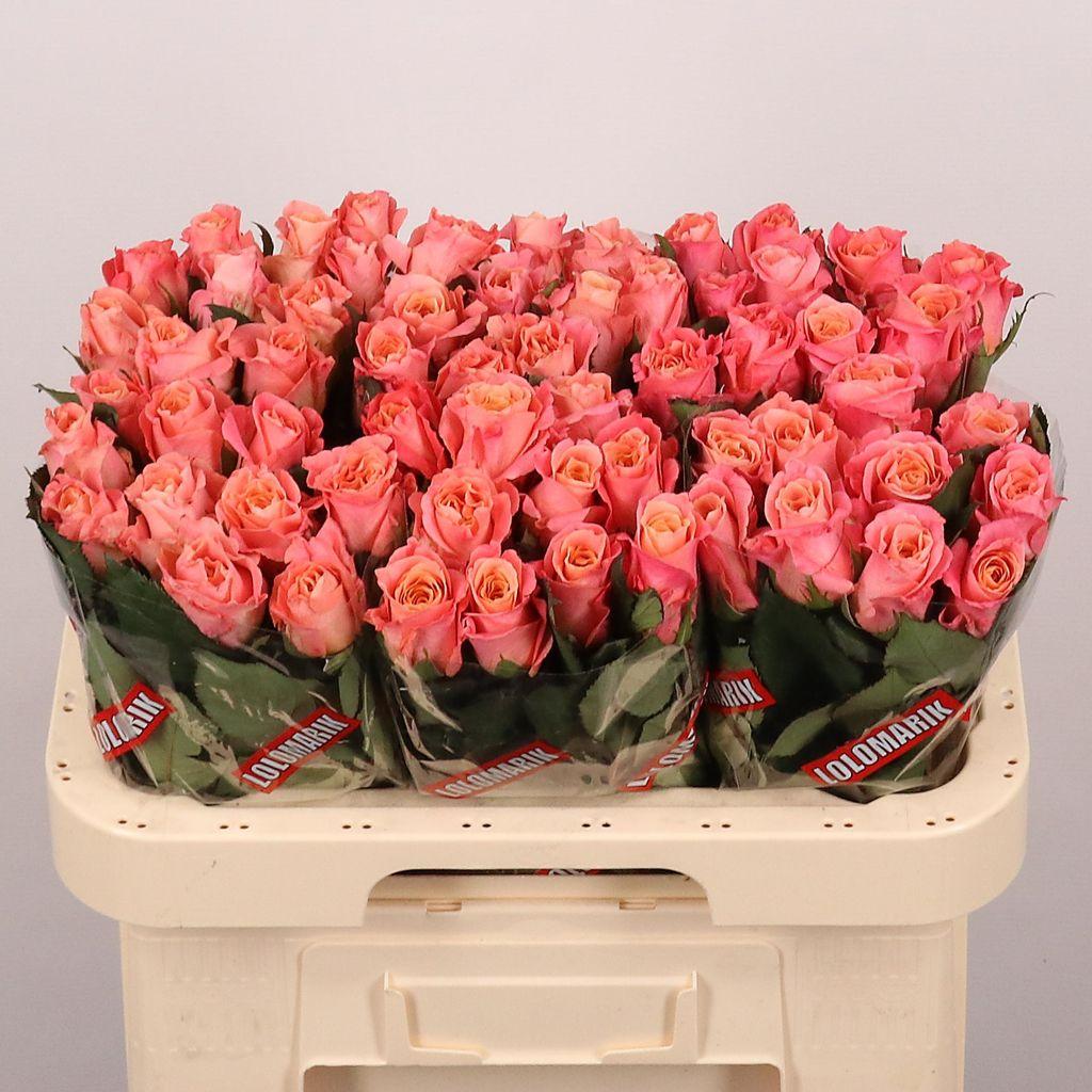 Срезанные цветы оптом Rosa large miss piggy от 60шт из Голландии с доставкой по России