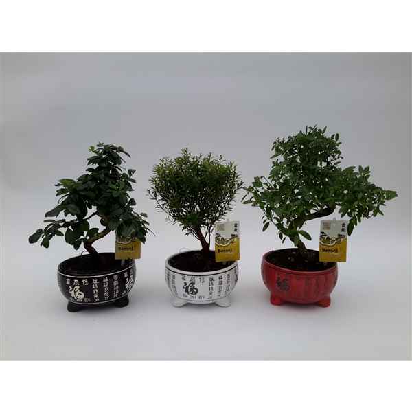 Горшечные цветы и растения оптом Bonsai Mix Inlucky Ceramic от 6шт из Голландии с доставкой по России