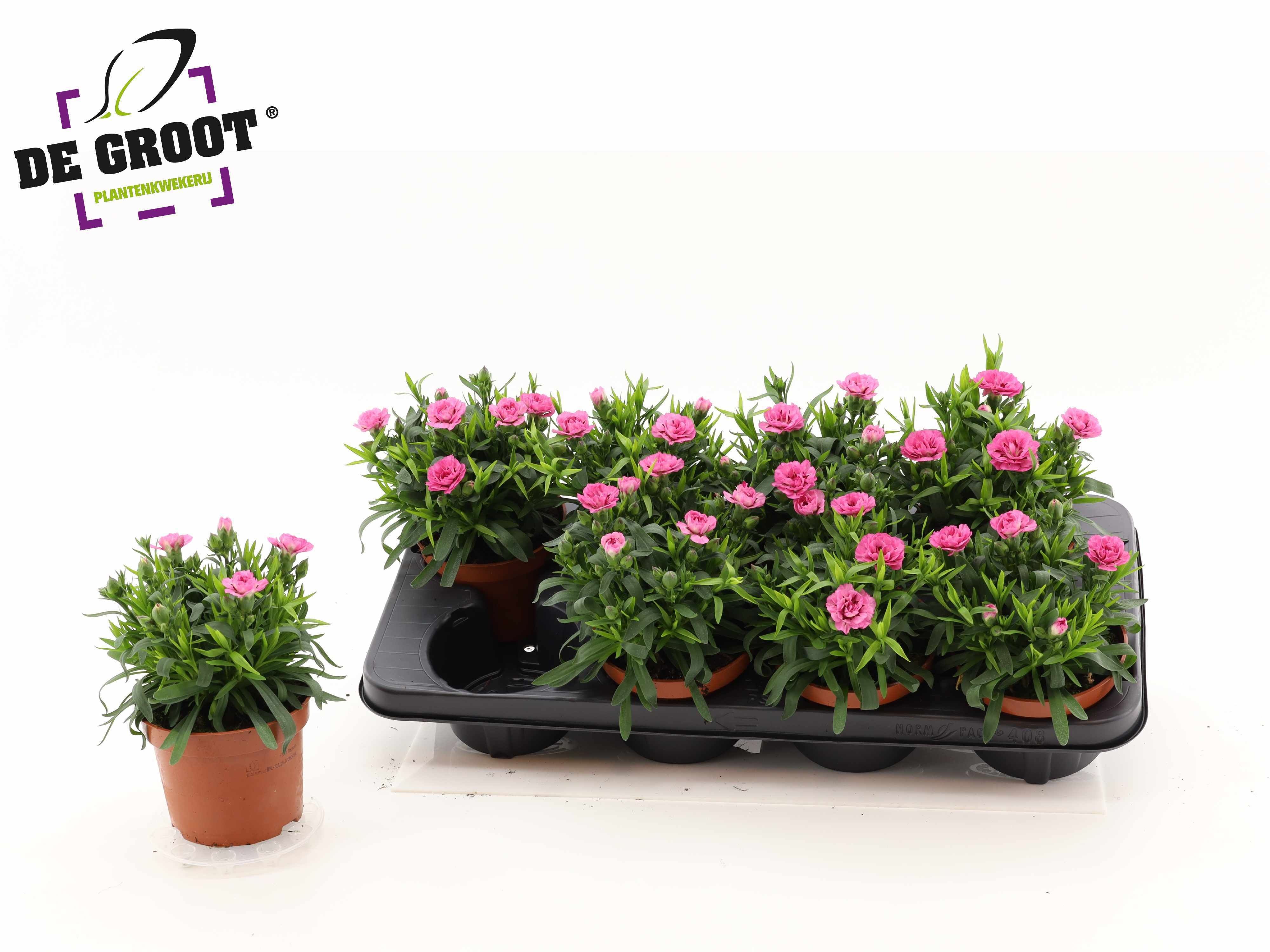 Горшечные цветы и растения оптом Dian Osc Pink Purple от 8шт из Голландии с доставкой по России