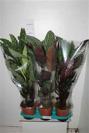 Горшечные цветы и растения оптом Calat Gem 17cm Pot 90 Cm от 3шт из Голландии с доставкой по России