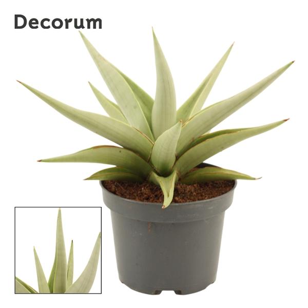 Горшечные цветы и растения оптом Sansevieria Chanin Crown (decorum) от 6шт из Голландии с доставкой по России