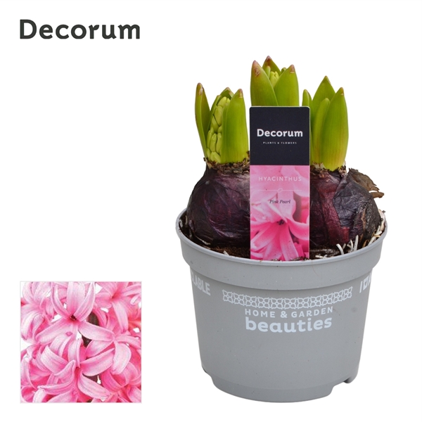 Горшечные цветы и растения оптом Hyacinthus Pink Pearl 3pp (decorum) от 10шт из Голландии с доставкой по России