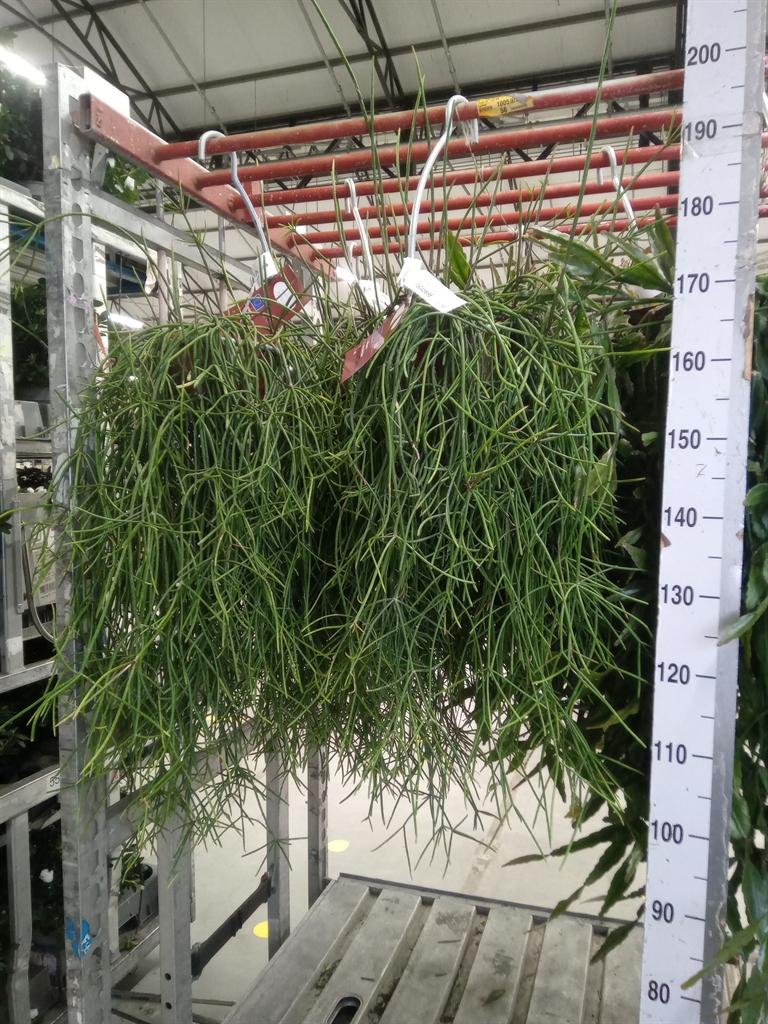 Горшечные цветы и растения оптом Rhipsalis Micrantha от 1шт из Голландии с доставкой по России