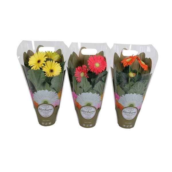 Горшечные цветы и растения оптом Gerbera Mix In Exclusive Carry Bag 2+ от 8шт из Голландии с доставкой по России