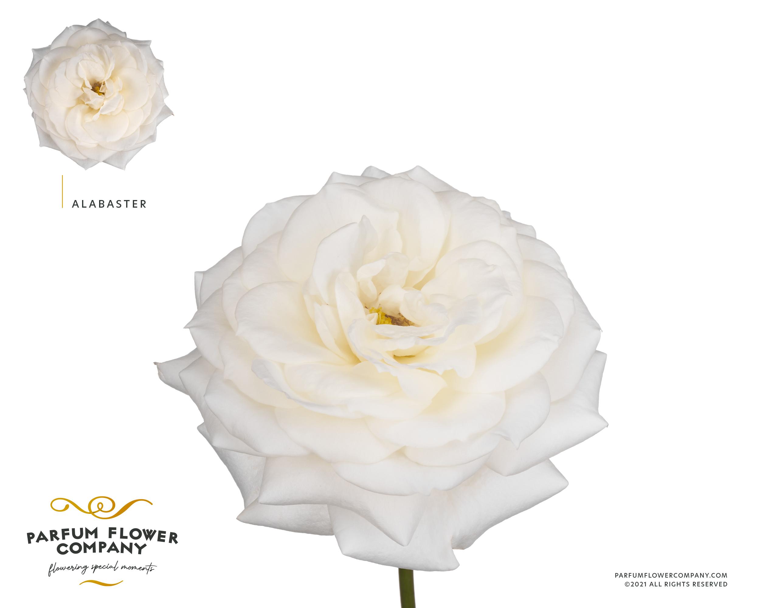 Срезанные цветы оптом Rosa garden alabaster от 24шт из Голландии с доставкой по России