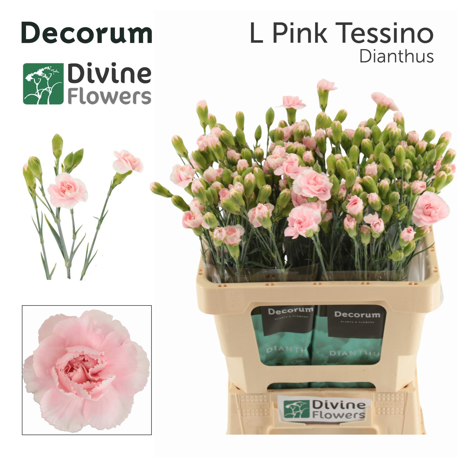 Срезанные цветы оптом Dianthus sp star light pink tessino от 60шт из Голландии с доставкой по России