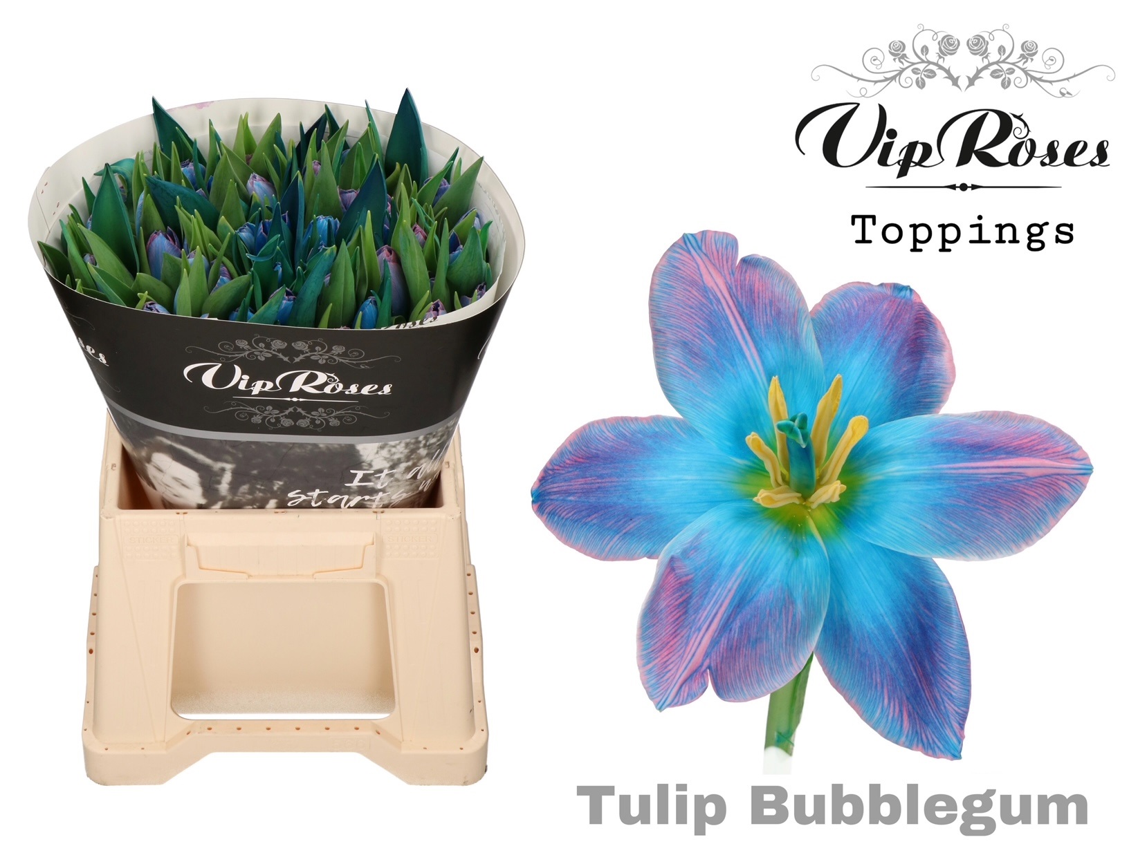 Срезанные цветы оптом Tulipa si paint bubblegum от 50шт из Голландии с доставкой по России