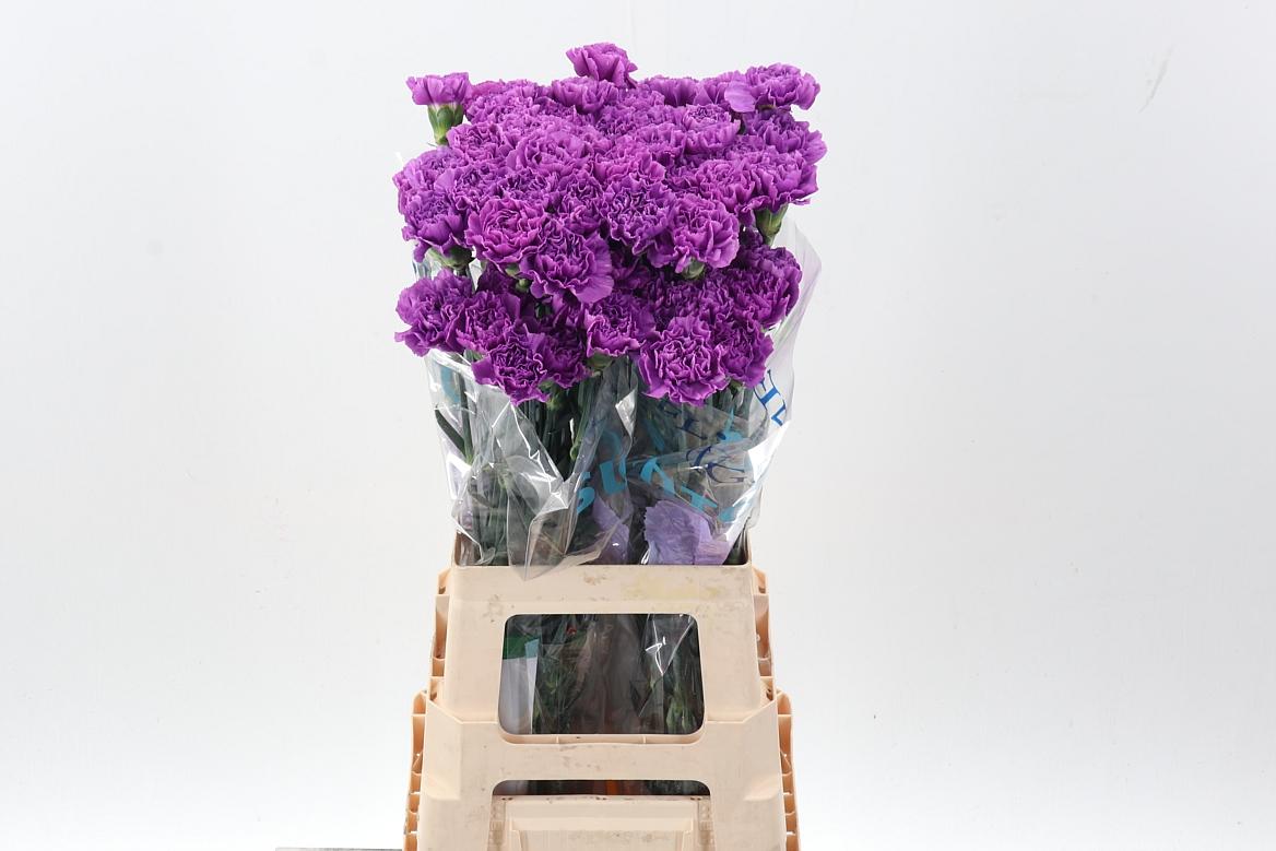 Срезанные цветы оптом Dianthus st moonlite от 80шт. из Голландии с доставкой по России