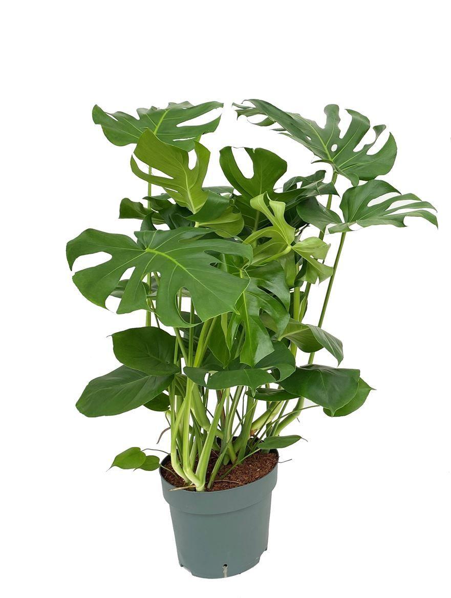 Горшечные цветы и растения оптом Monstera Deliciosa A от 1шт из Голландии с доставкой по России