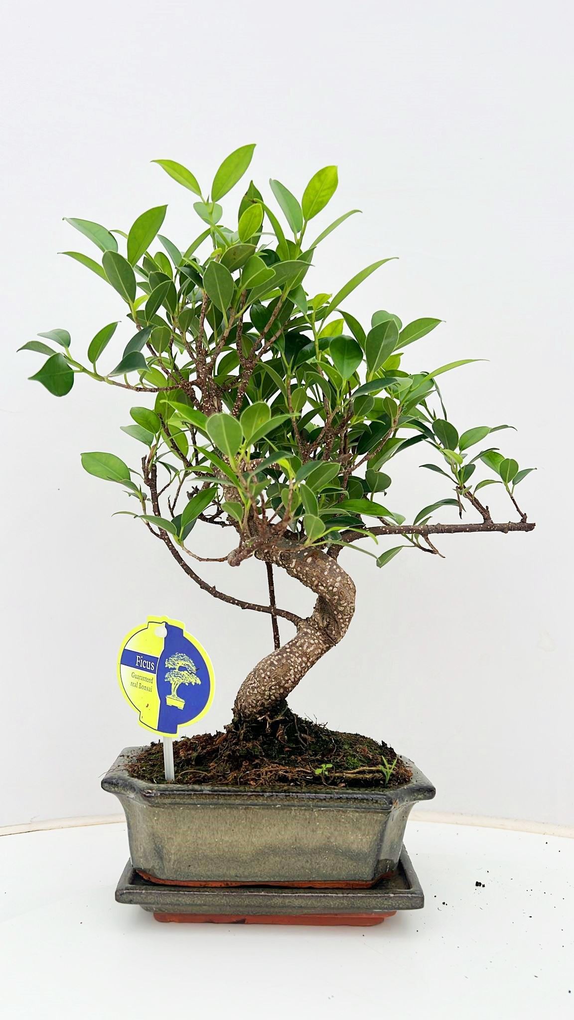 Горшечные цветы и растения оптом Bonsai Ficus Retusa  With Drip Tray от 10шт из Голландии с доставкой по России