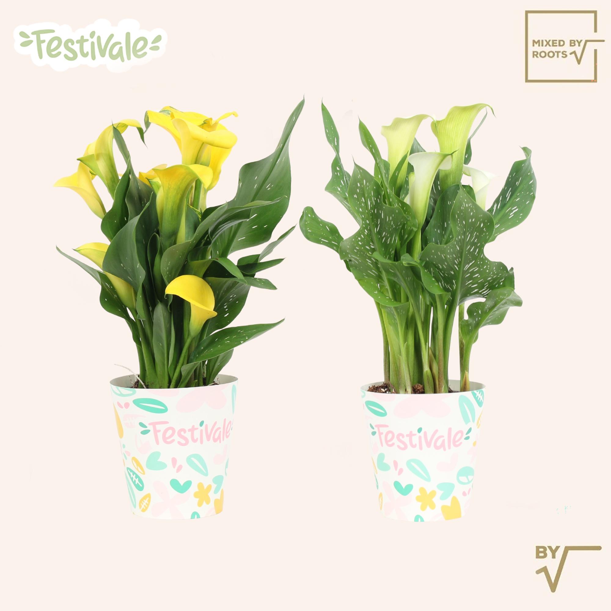 Горшечные цветы и растения оптом Zant Gem от 6шт из Голландии с доставкой по России