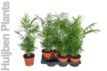 Горшечные цветы и растения оптом Chamaedorea Elegans от 6шт из Голландии с доставкой по России