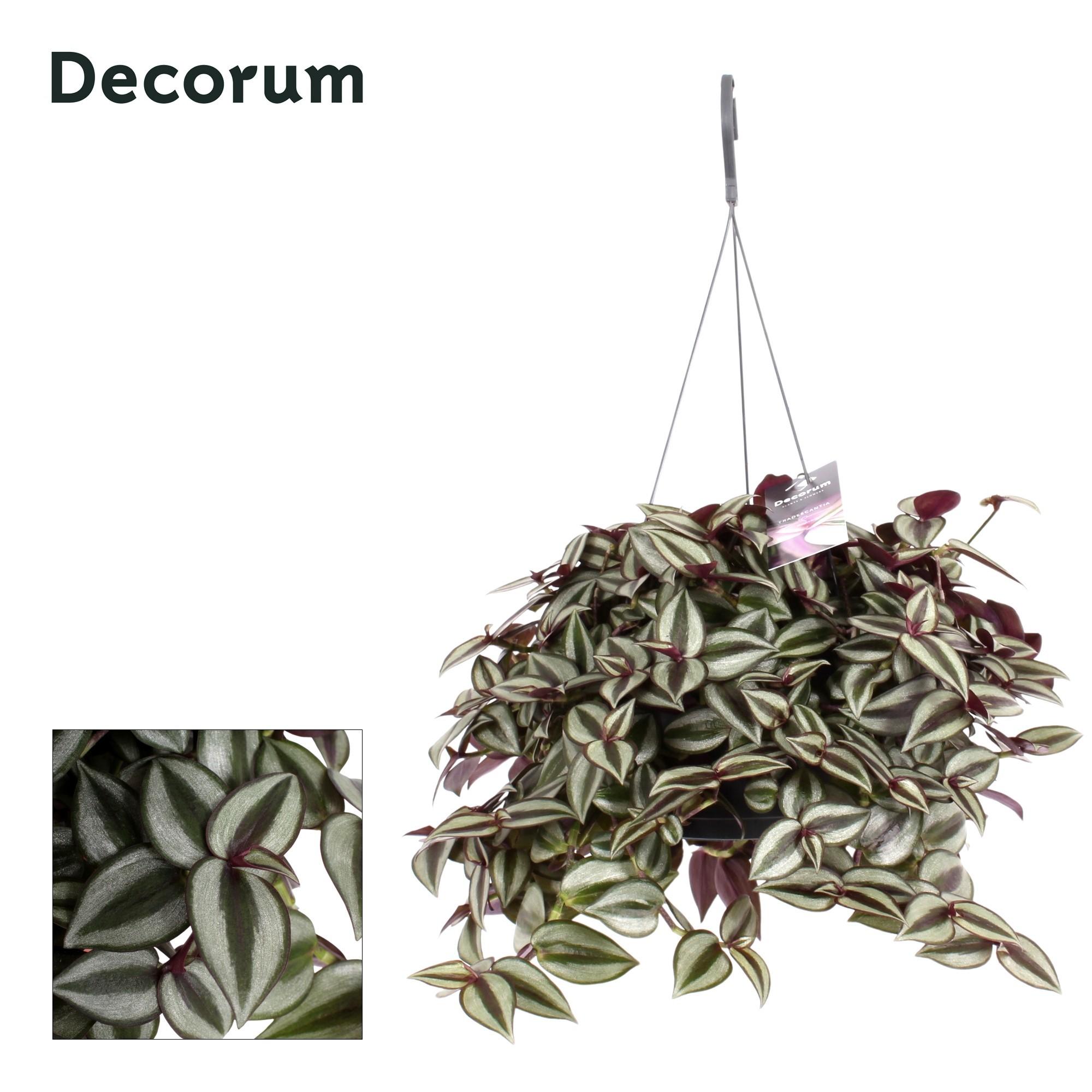 Горшечные цветы и растения оптом Tradescantia Zebrina Purpusii от 6шт из Голландии с доставкой по России