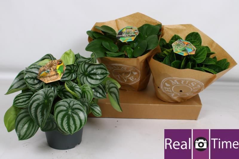 Горшечные цветы и растения оптом Pep Mixk от 3шт из Голландии с доставкой по России