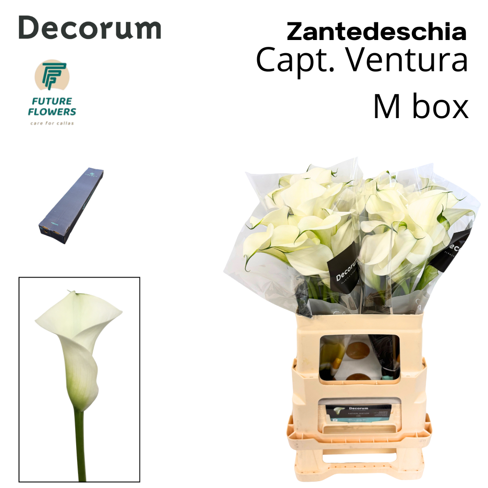 Срезанные цветы оптом Zantedeschia captain ventura от 40шт.. из Голландии с доставкой по России