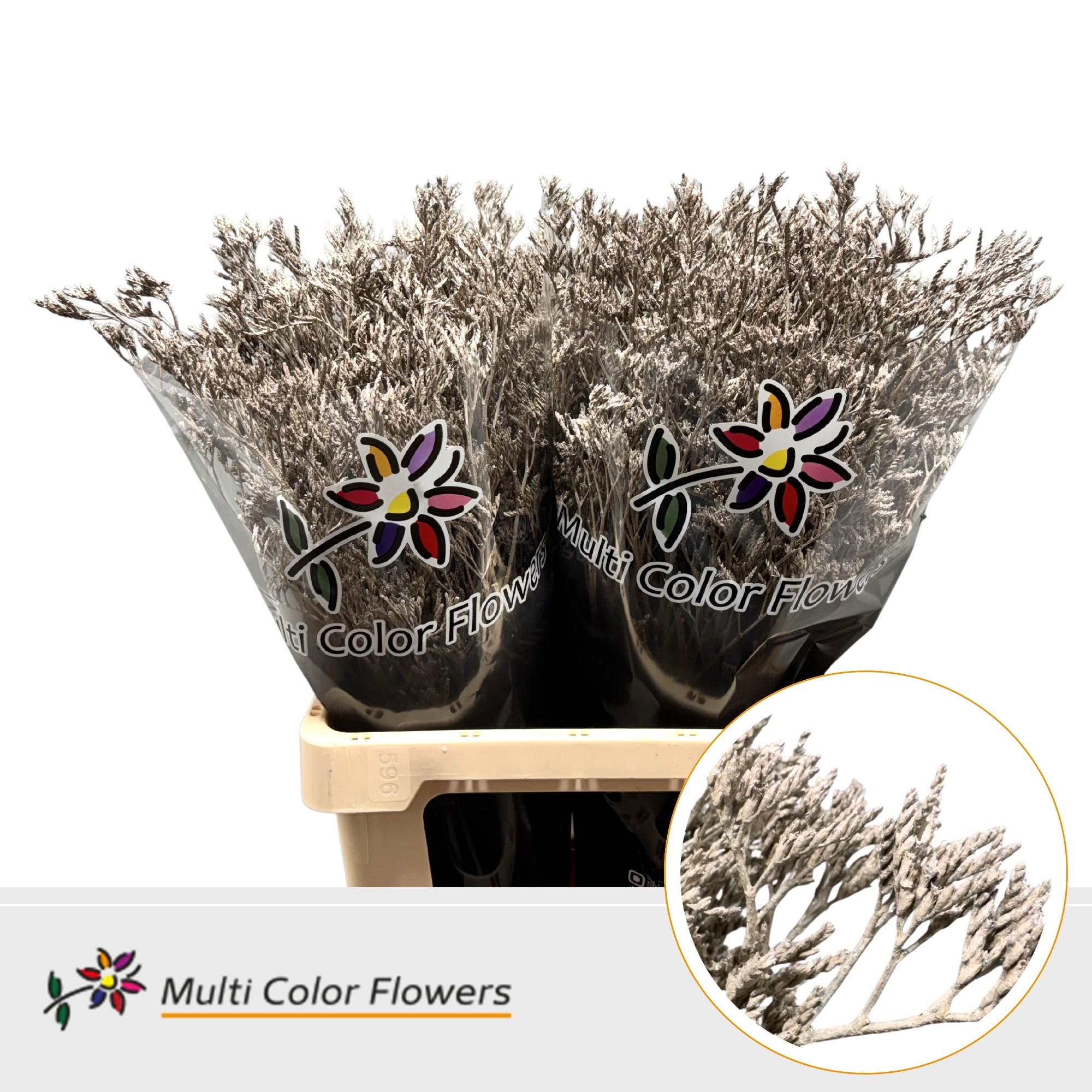 Срезанные цветы оптом Limonium paint metallic beige от 50шт из Голландии с доставкой по России