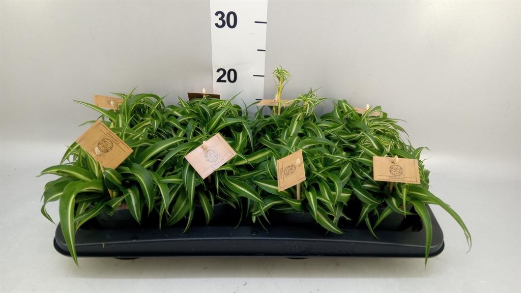 Горшечные цветы и растения оптом Chlorophytum Com. bonnie от 8шт из Голландии с доставкой по России