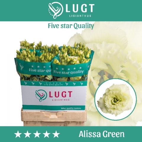 Срезанные цветы оптом Lisianthus do alissa green от 140шт. из Голландии с доставкой по России