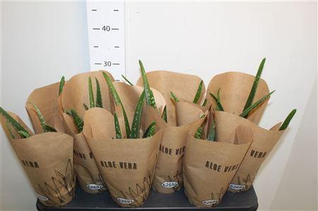 Горшечные цветы и растения оптом Aloe Vera Krafthoes от 12шт из Голландии с доставкой по России