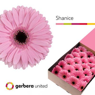 Срезанные цветы оптом Gerbera shanice+ от 50шт из Голландии с доставкой по России