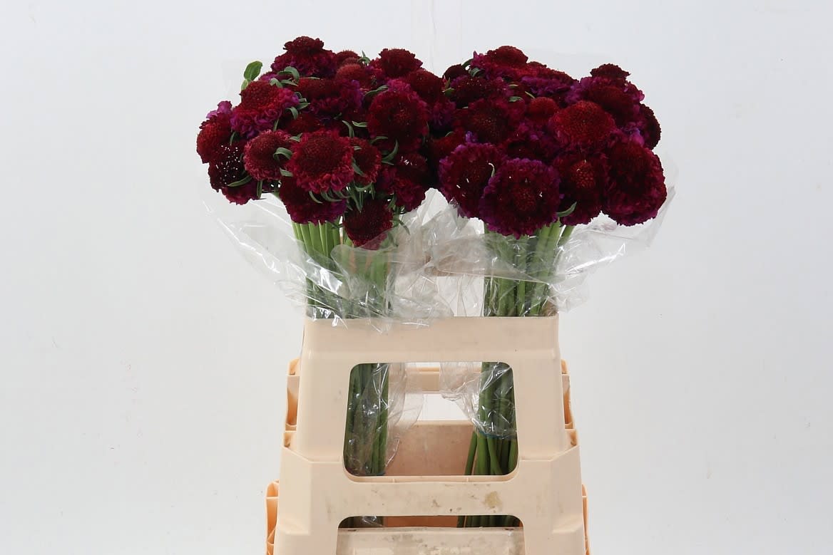 Срезанные цветы оптом Scabiosa raspberry scoop от 60шт. из Голландии с доставкой по России Срезанные цветы оптом Scabiosa raspberry scoop от 60шт. из Голландии с доставкой по России