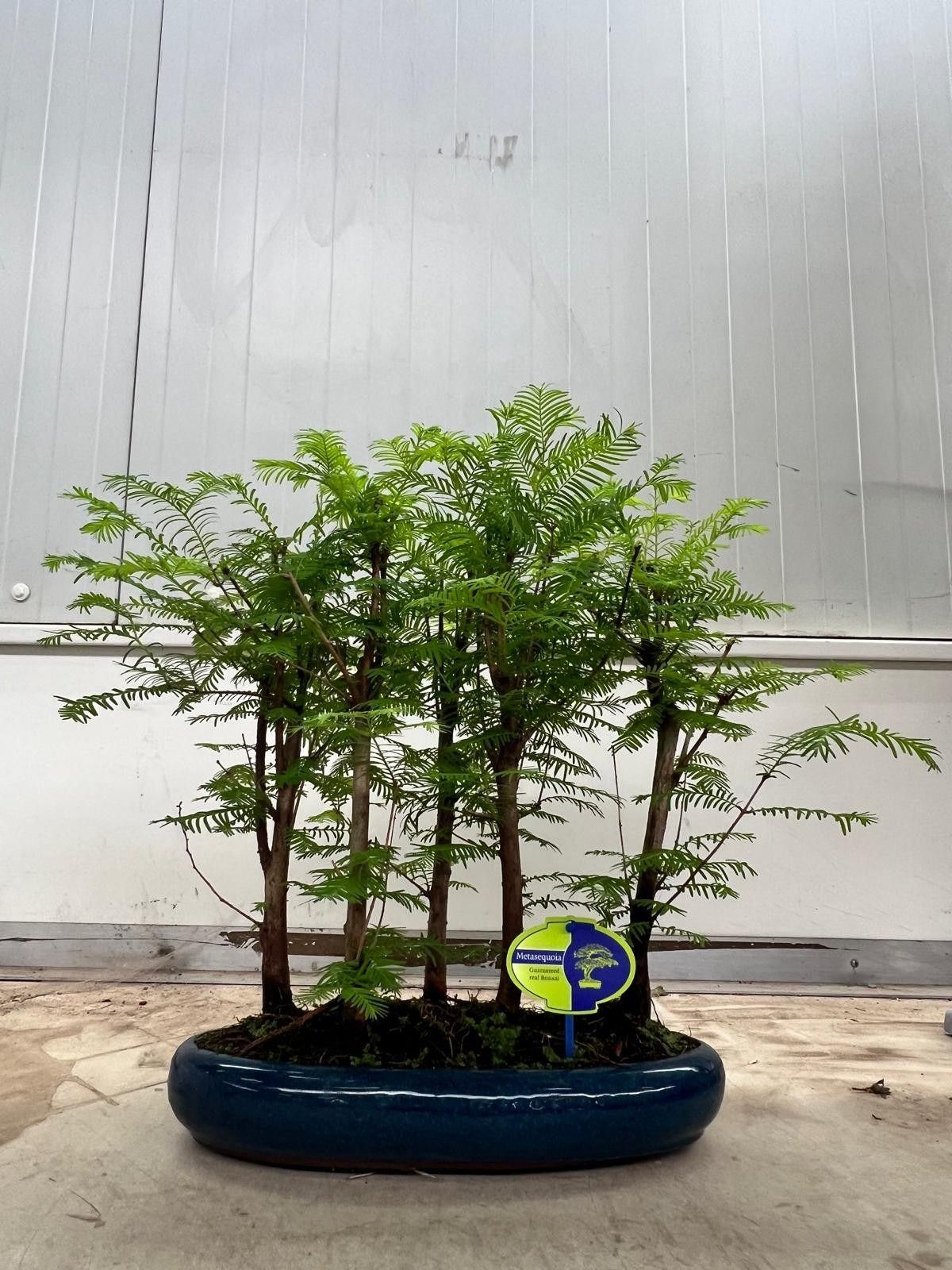 Горшечные цветы и растения оптом Metasequoia Glyptostroboides, 35cm, Group, 4 Stem от 2шт из Голландии с доставкой по России