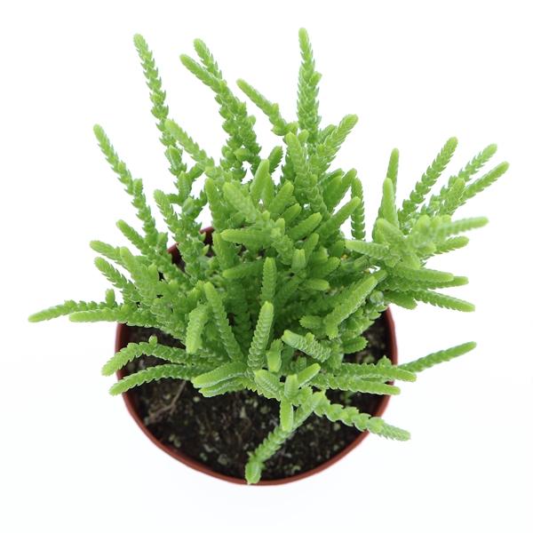 Горшечные цветы и растения оптом Crassula Lucopoides от 12шт (для телеги) из Голландии с доставкой по России