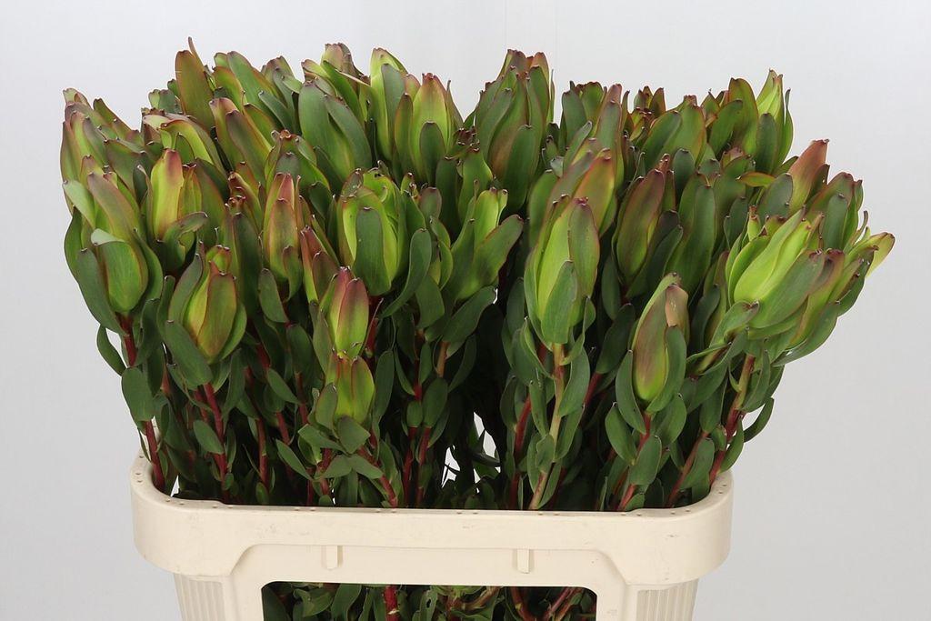 Срезанные цветы оптом Leucadendron laurel yellow spray от 25шт из Голландии с доставкой по России