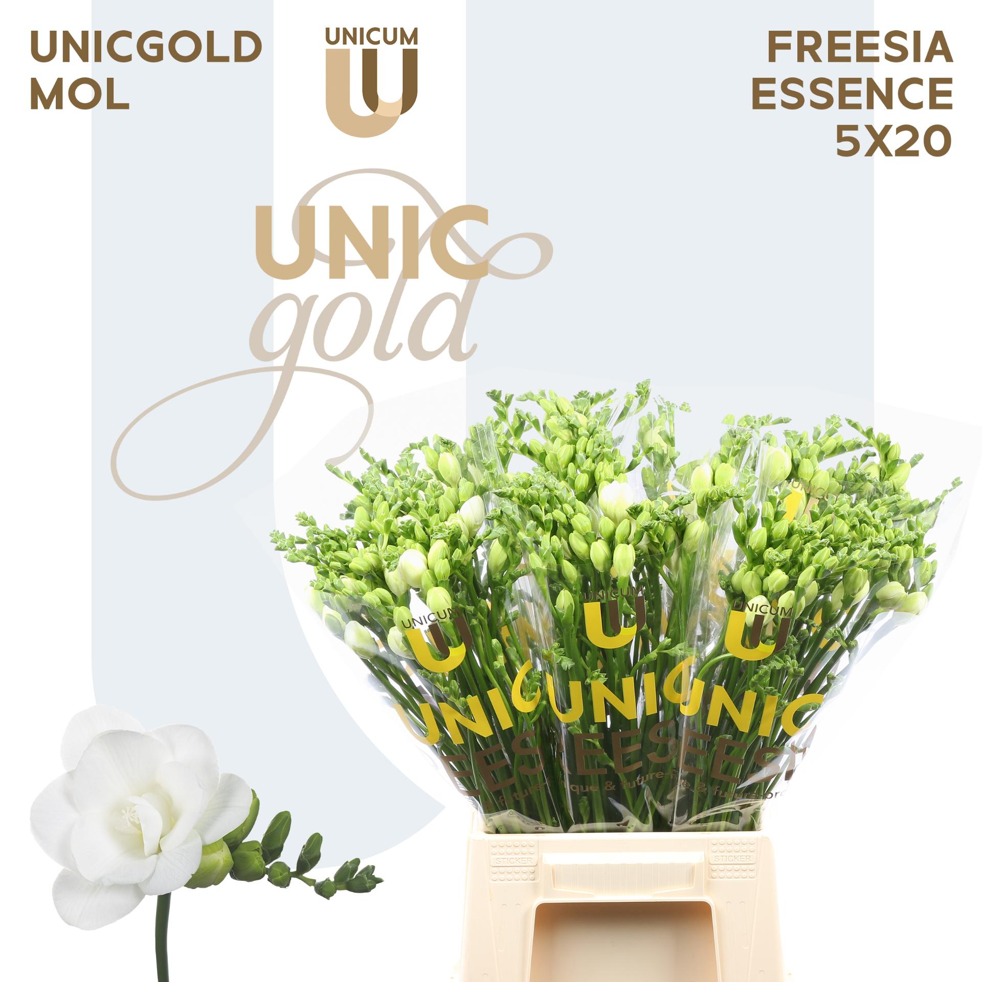 Срезанные цветы оптом Freesia do essence от 100шт из Голландии с доставкой по России