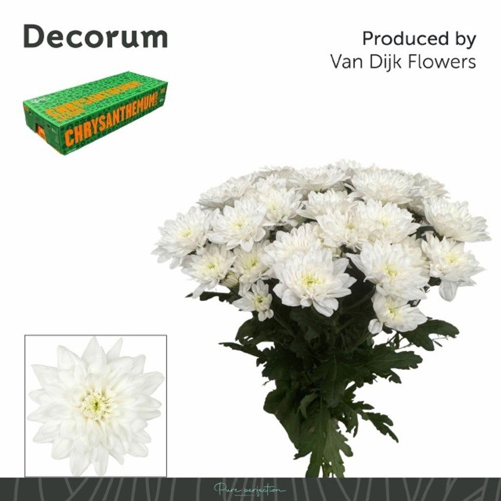 Срезанные цветы оптом Chrys sp baltica от 80шт.. из Голландии с доставкой по России