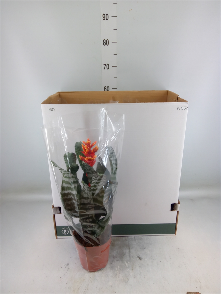 Горшечные цветы и растения оптом Aechmea   ... от 7шт из Голландии с доставкой по России