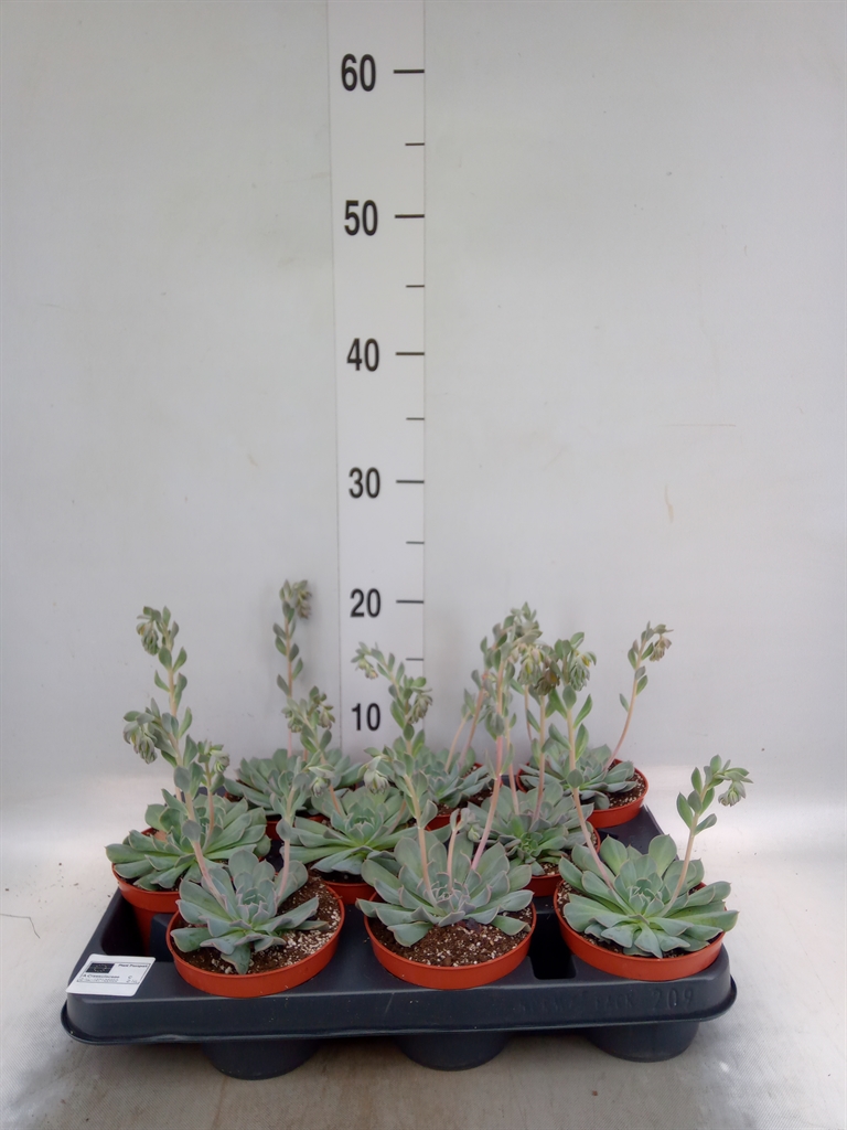 Горшечные цветы и растения оптом Echeveria   ... от 9шт из Голландии с доставкой по России