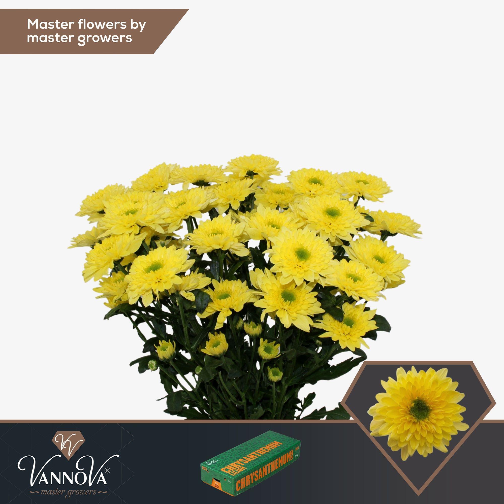 Срезанные цветы оптом Chrys sp commander yellow от 80шт из Голландии с доставкой по России