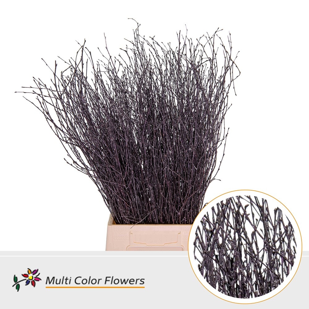 Срезанные цветы оптом Betula paint aubergine от 100шт из Голландии с доставкой по России