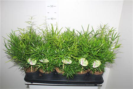 Горшечные цветы и растения оптом Asparagus Falcatus от 10шт из Голландии с доставкой по России