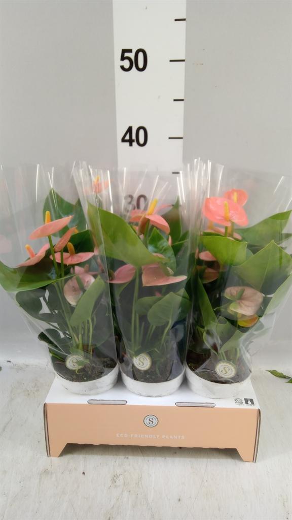 Горшечные цветы и растения оптом Anthurium Andr. spirit от 6шт (для телеги) из Голландии с доставкой по России